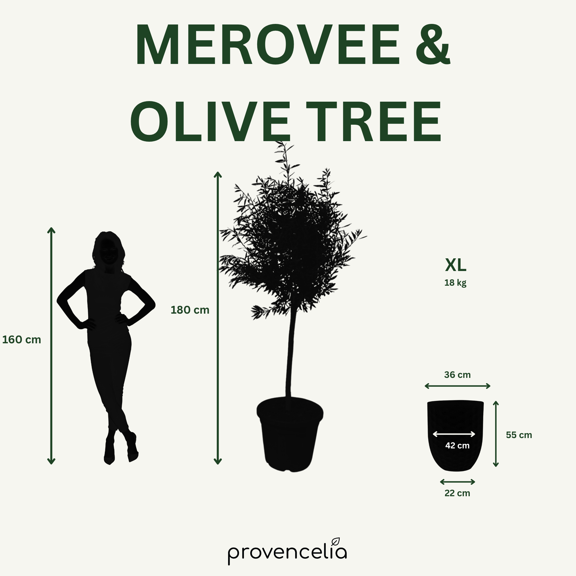 Olivovník štíhly kmeň – detail, kvetináč MEROVEE Krémová