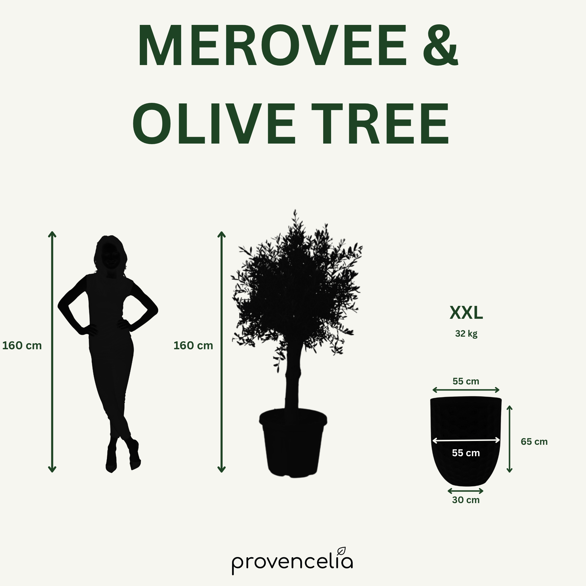 Olivovník silný kmeň – detail, kvetináč MEROVEE Nefritová