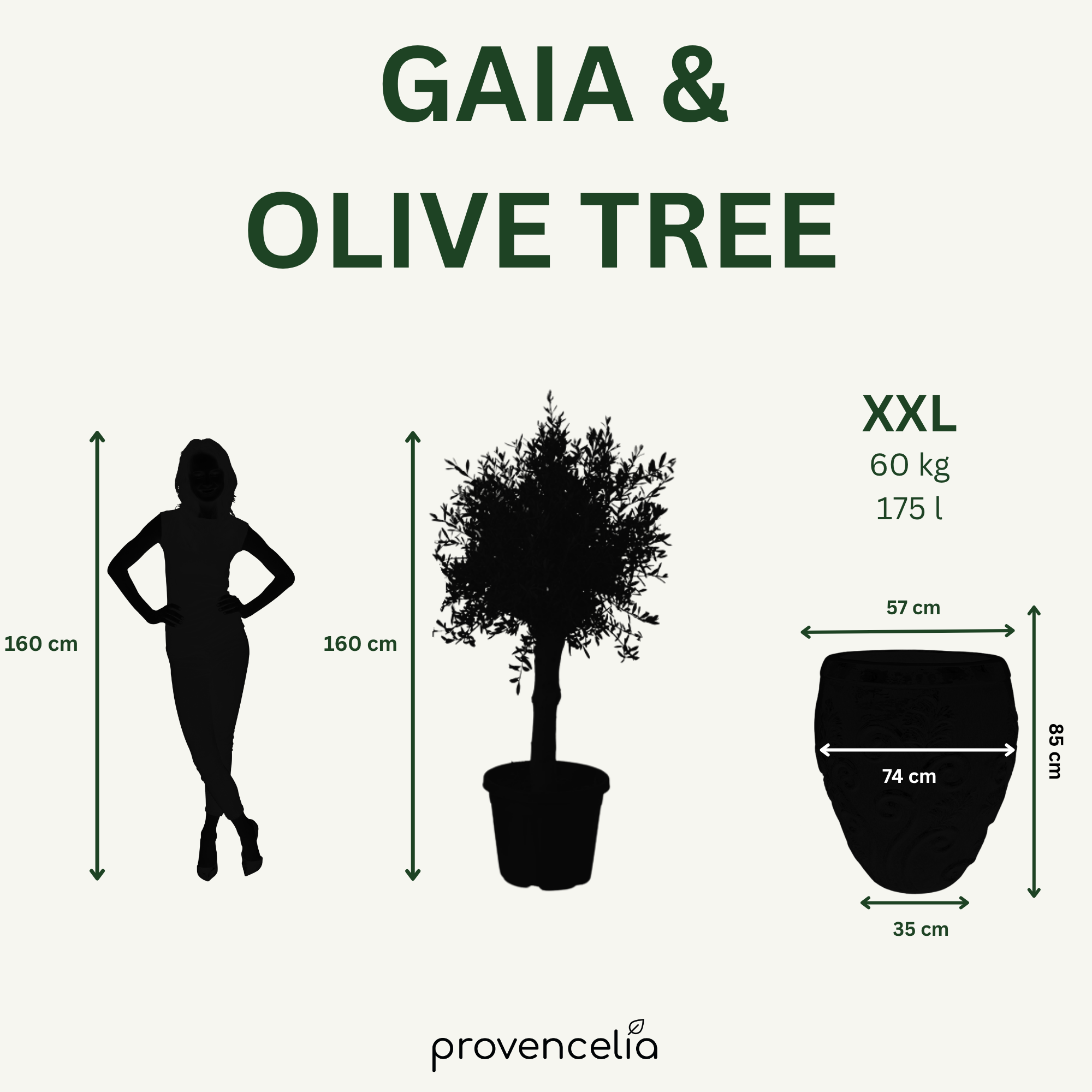 Olivovník (silný kmeň) v kvetináči GAIA 75×78cm — Tropická Zelená