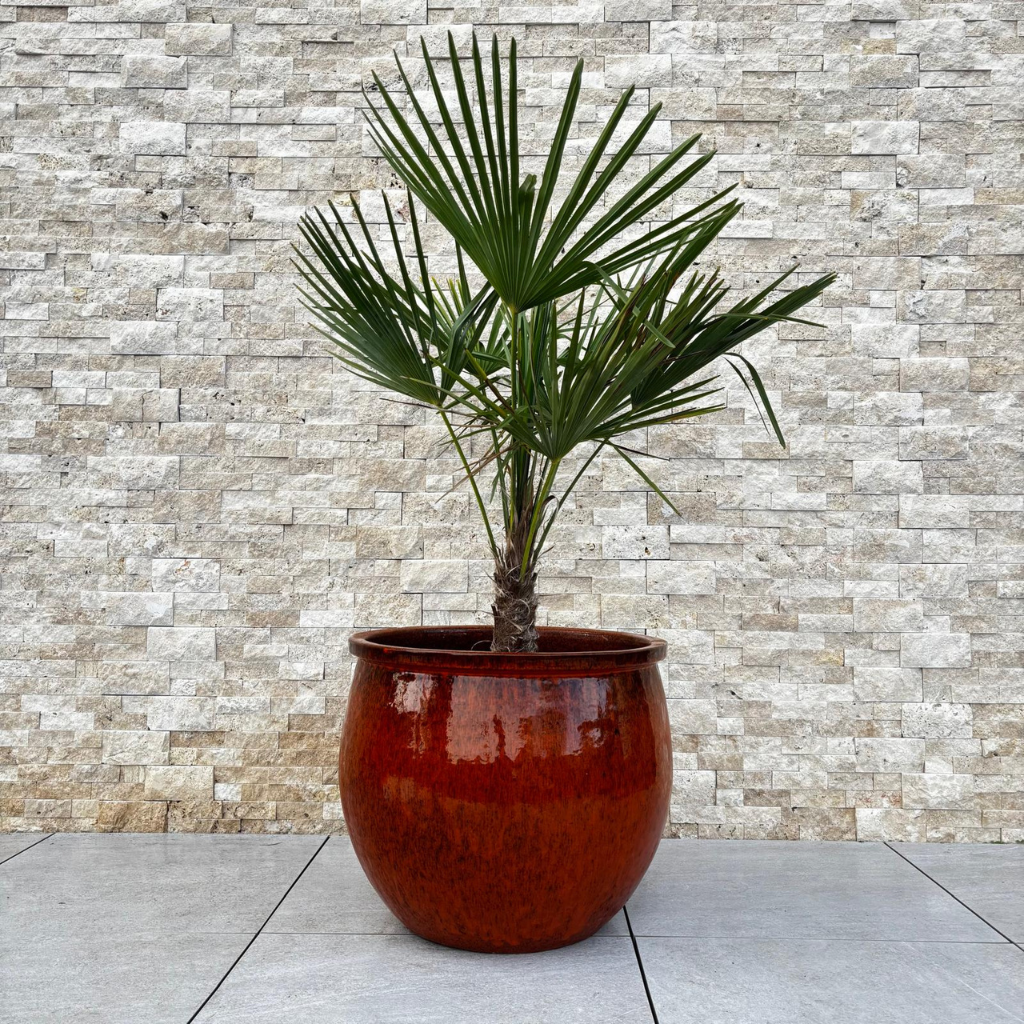 Keramický kvetináč Newton – Tropická oranžová, XL (55 cm x 46 cm)