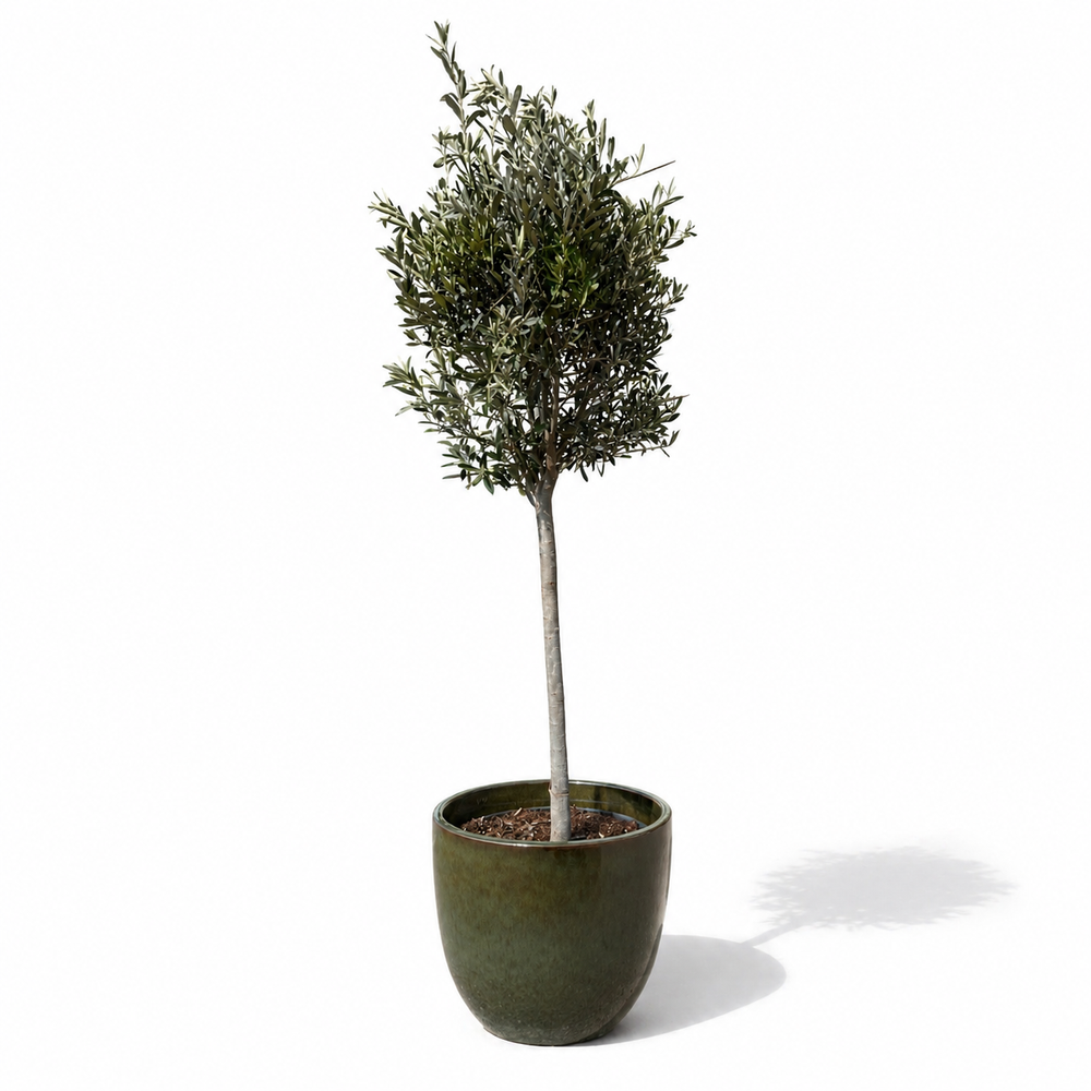 Olivovník (štíhly kmeň) v kvetináči LANCELOT 47×41cm — Tropická Zelená