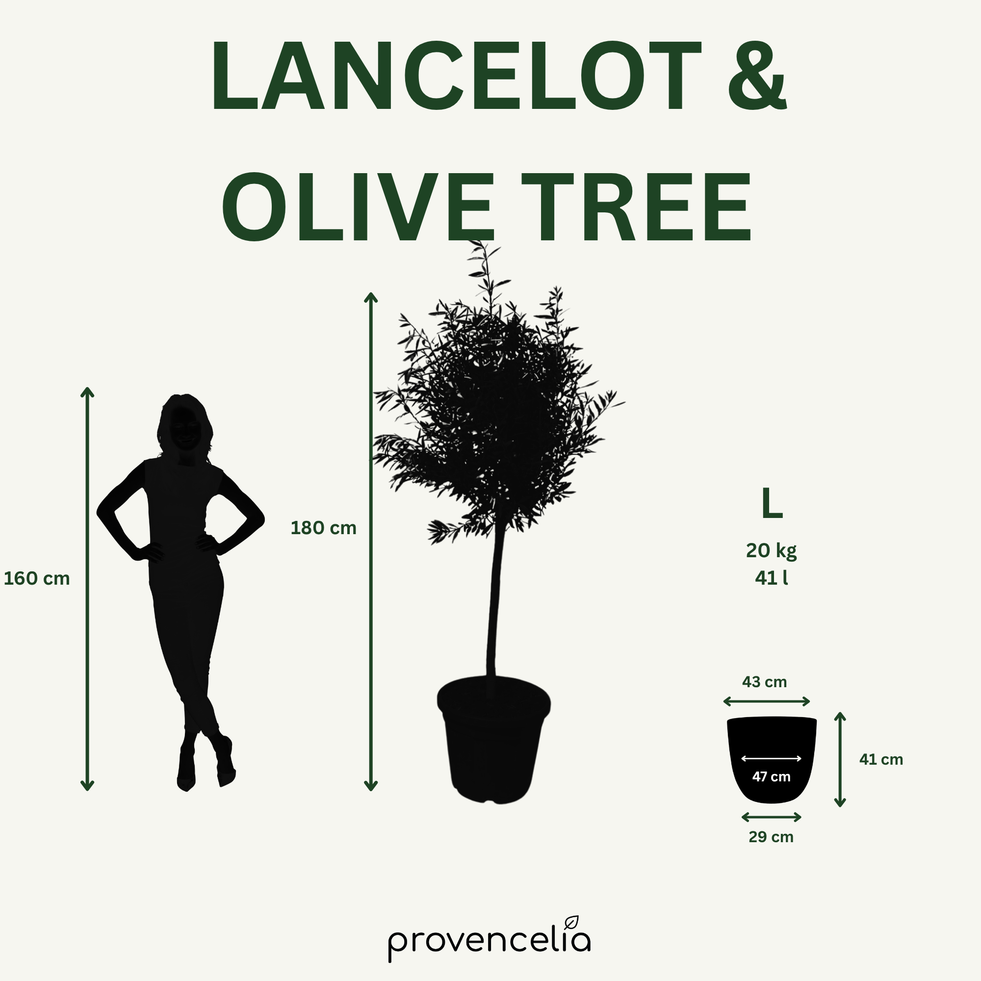 Olivovník štíhly kmeň – detail, kvetináč LANCELOT Polnočná modrá