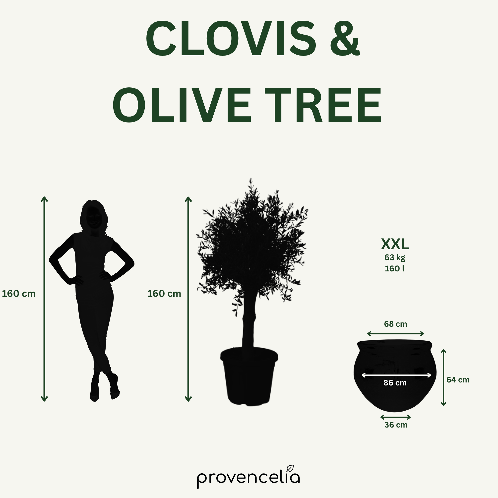 Olivovník silný kmeň – detail, kvetináč CLOVIS Nefritová