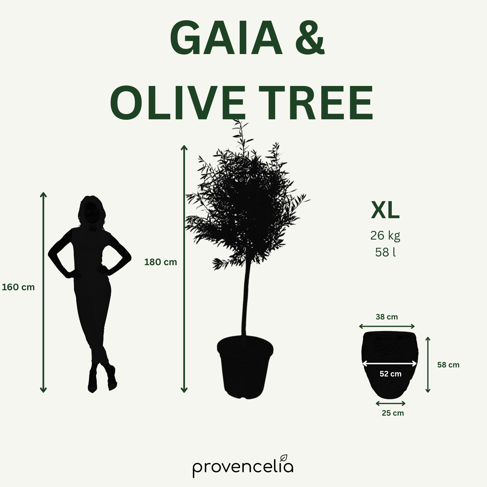 Olivovník štíhly kmeň – detail, kvetináč GAIA Krémová