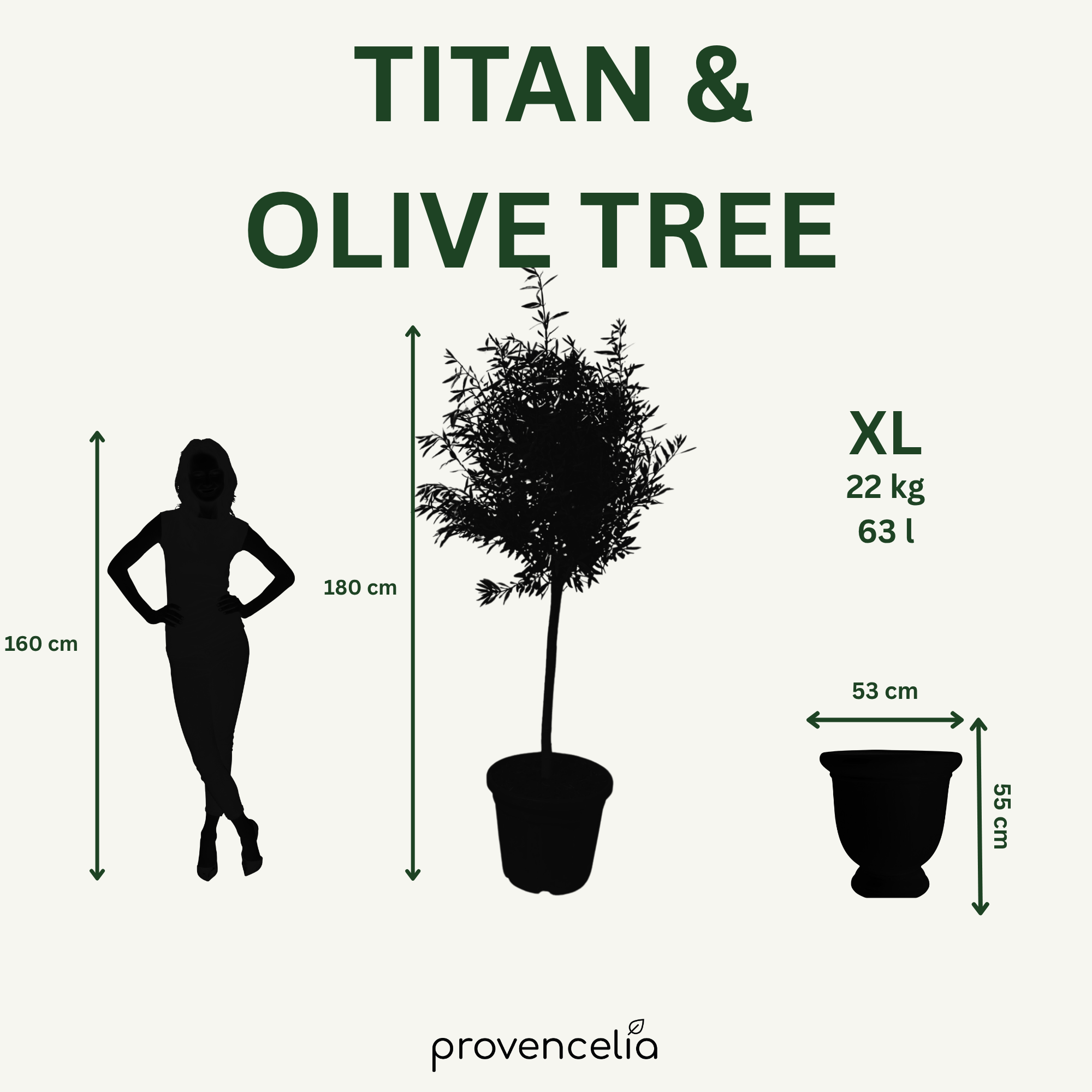 Olivovník štíhly kmeň – detail, kvetináč TITAN Karibská modrá