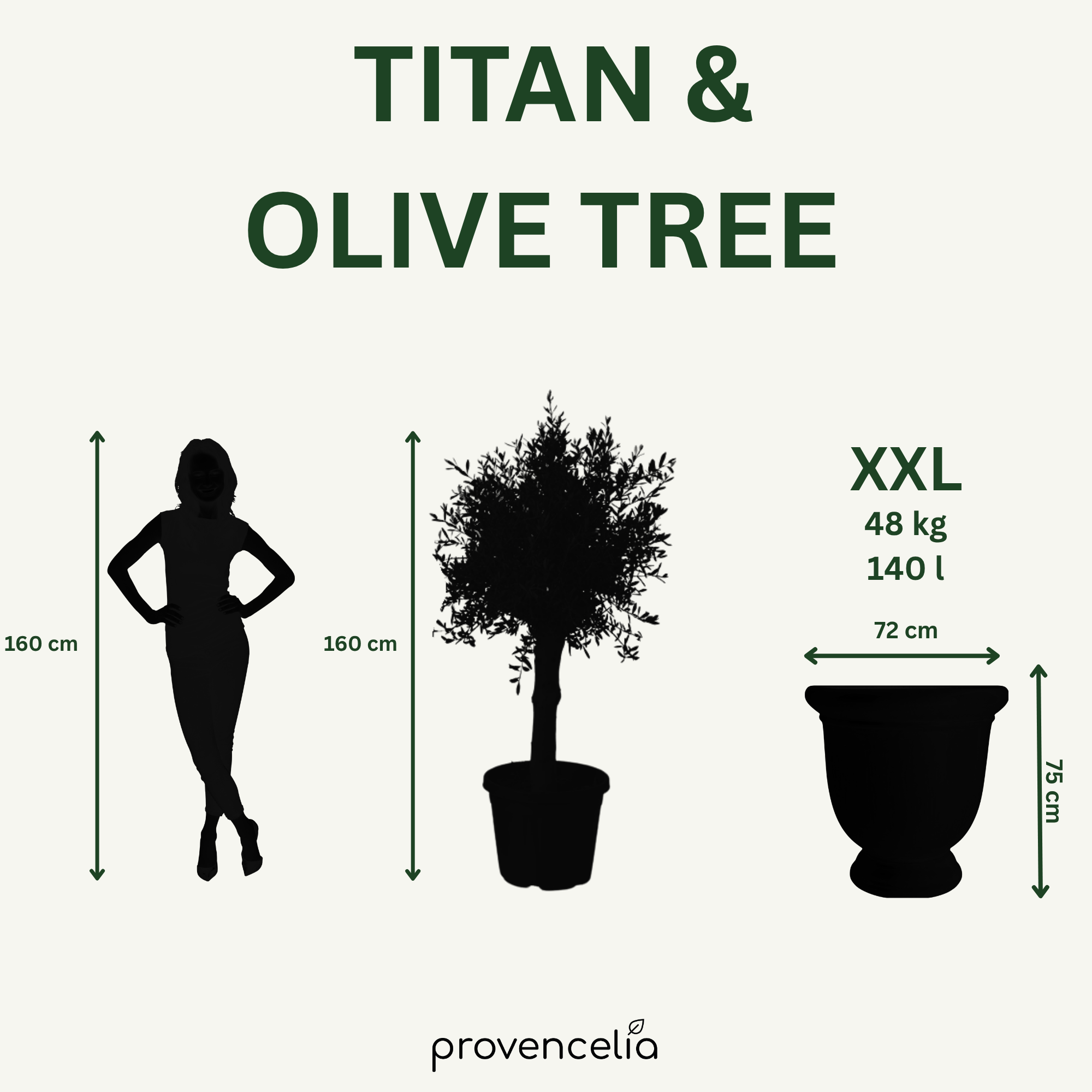 Olivovník silný kmeň – detail, kvetináč TITAN Karibská modrá