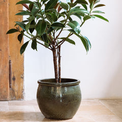 Keramický kvetináč Newton - Tropická zelená.