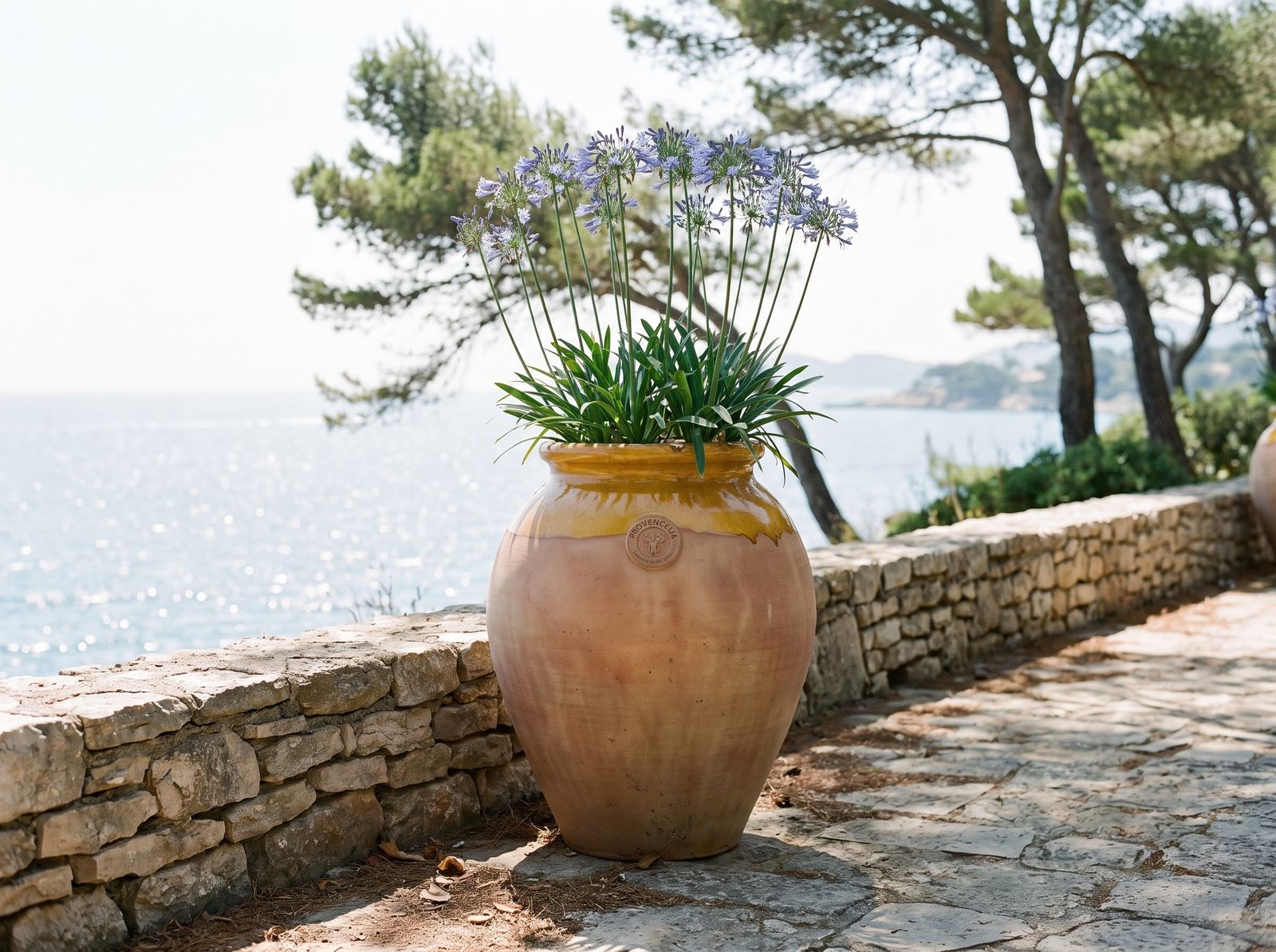 Biot s agapantom pri kamennom múriku nad morom